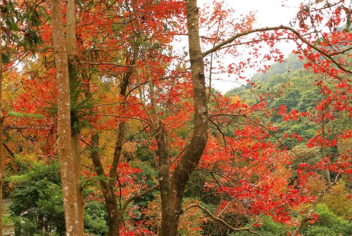 广州秋季旅游景点排行，广州十大秋季旅游好去处